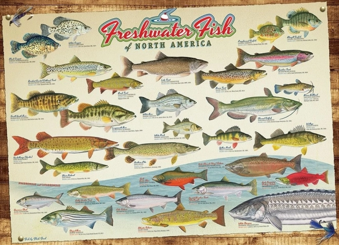Puzzle COBBLE HILL – vissen van Noord-Amerika (1000 stukjes)
