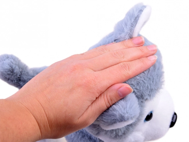 Interactieve husky hond aan een riem