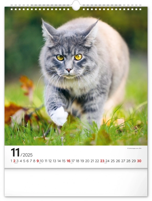 Wandkalender Katten 2025, 30 × 34 cm
