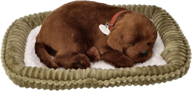 Pluchen snurkend puppy – chocoladekleurige labrador op een mandje