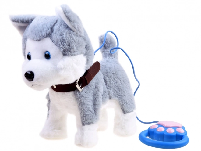 Interactieve husky hond aan een riem