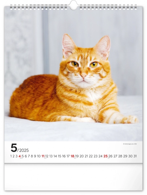 Wandkalender Katten 2025, 30 × 34 cm