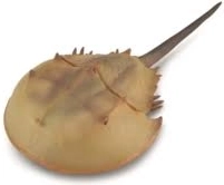 Collecta degenkrab – realistisch dierenmodel