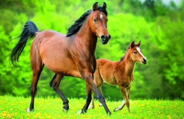 Minipuzzel 54 stuks Paarden 4 soorten in doos 9x6,5x4cm