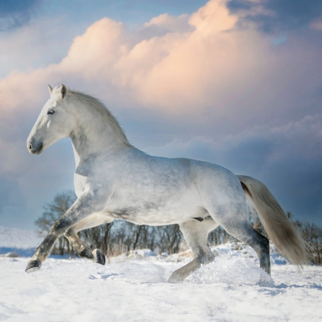 Notitiekalender Paarden Christiane Slawik 2026