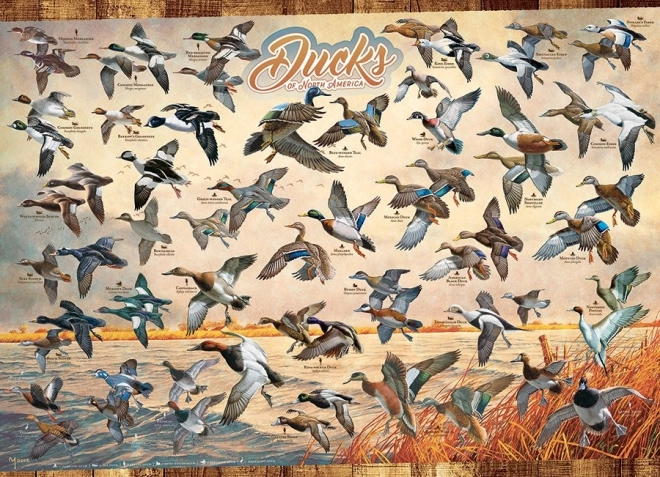 Puzzle COBBLE HILL Eenden van Noord-Amerika 1000 stukjes