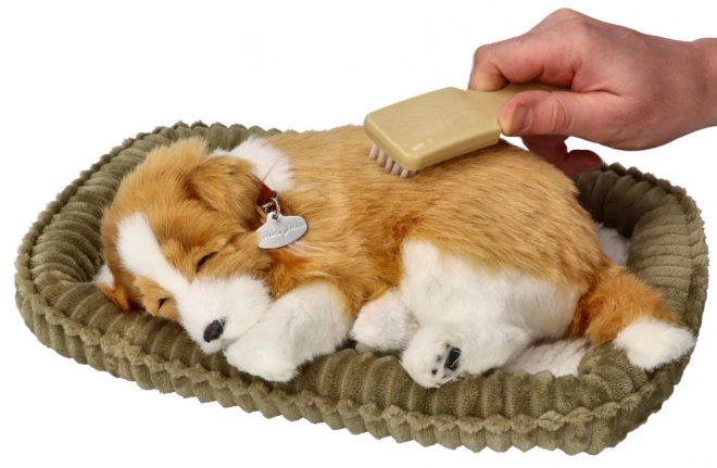 Adembenemend puppy ter adoptie - Schotse herdershond Collie