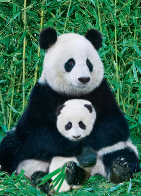 Puzzel Panda en jong 1000 stukjes