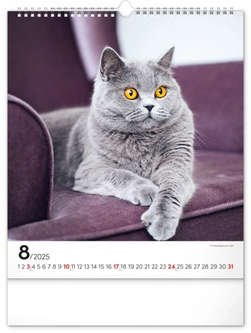 Wandkalender Katten 2025, 30 × 34 cm