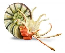 Collecta pleuroceras – model ammoniet