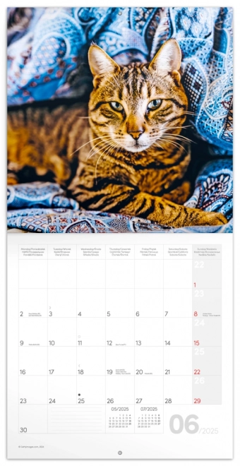 NOTIQUE notitiekalender katten 2025, 30 × 30 cm