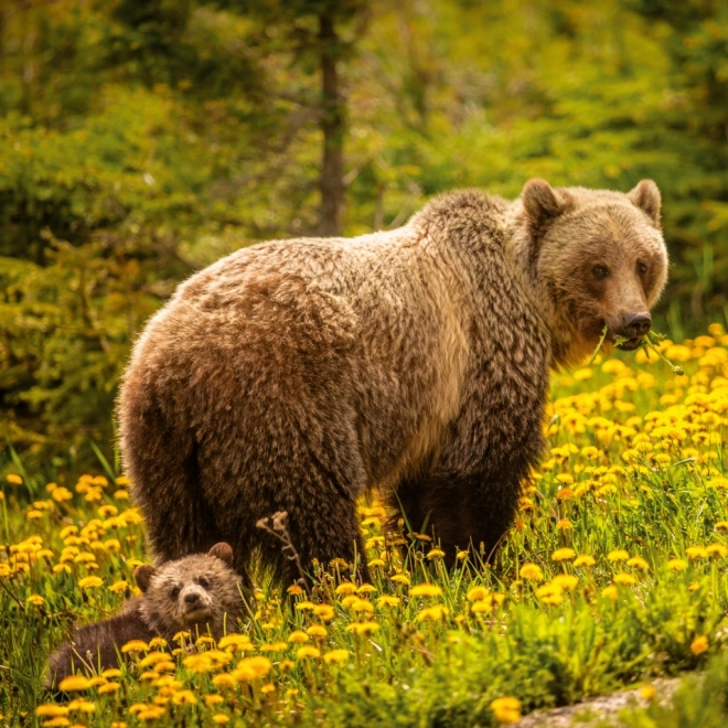 Notitiekalender Wilde Dieren 2026