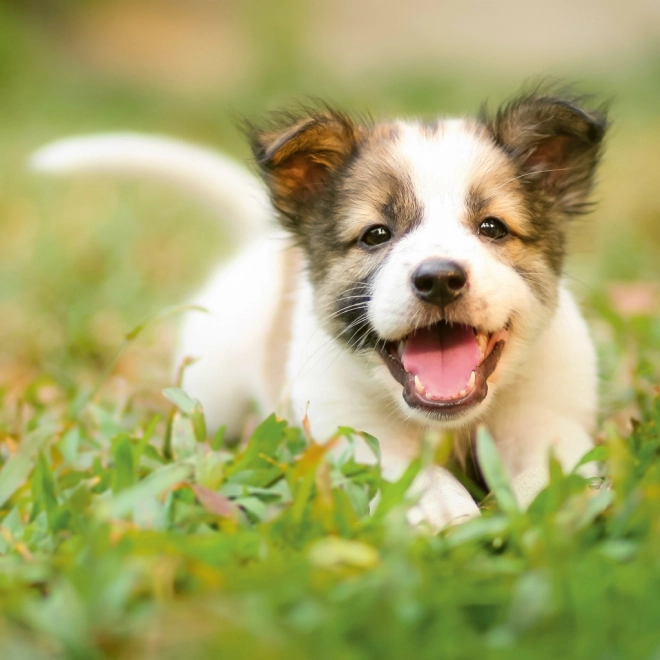 Notitie Kalender Puppy’s 2024