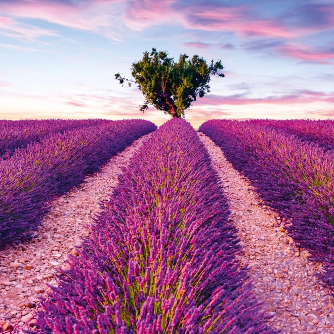 NOTIQUE Notitiekalender Provence 2025, geurend, 30 x 30 cm