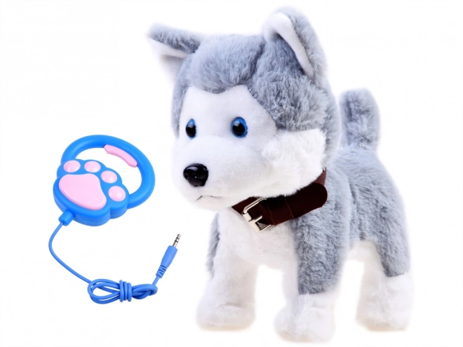 Interactieve husky hond aan een riem