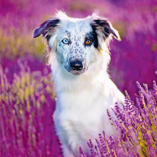 Notitie Kalender Honden 2025, 30 × 30 cm