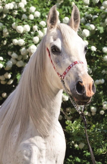TREFL Puzzel Wereld van paarden: Portret van een witte 54 stukjes
