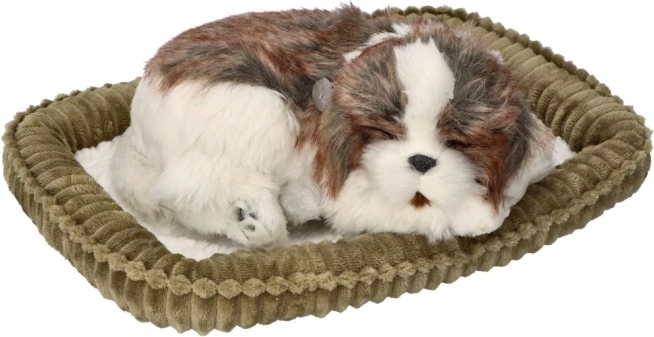 Adopteer mij ademend Shih Tzu-hondje