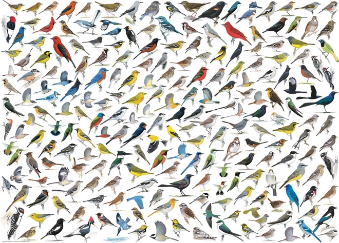 Puzzle Wereld van vogels 1000 stukjes van EUROGRAPHICS
