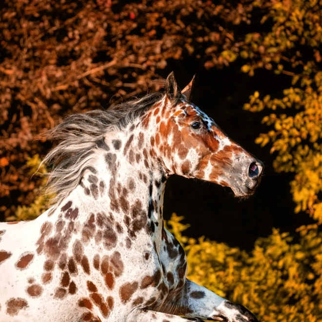 Notitiekalender Paarden Christiane Slawik 2026