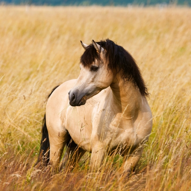 Notitiekalender Paarden Christiane Slawik 2026