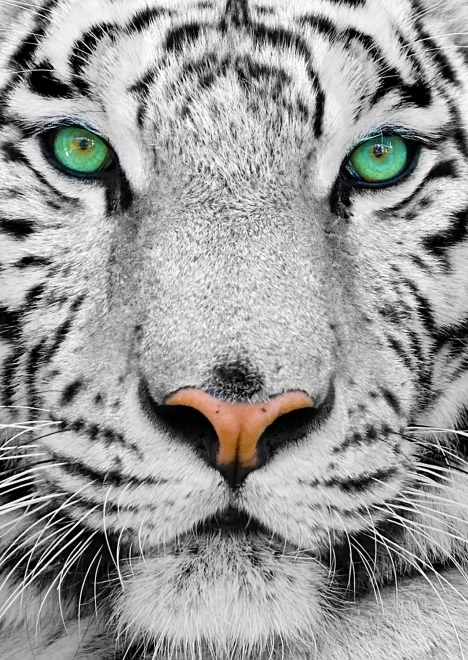 Puzzel Witte Siberische tijger 1000 stukken