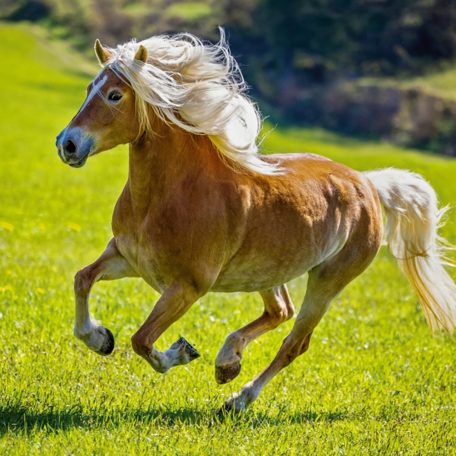 Notitiekalender Paarden Christiane Slawik 2026