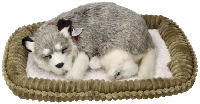 Adembenemende Alaska Husky knuffel