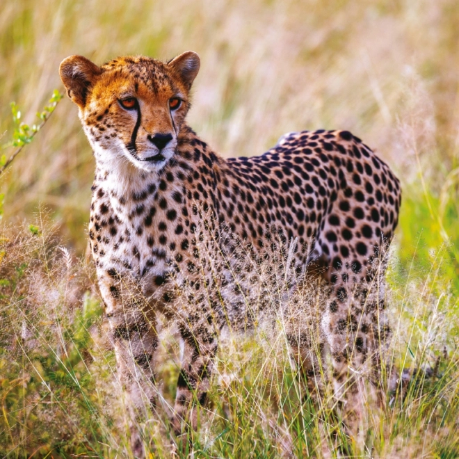 Notitiekalender Wilde Afrika 2025, 30 × 30 cm