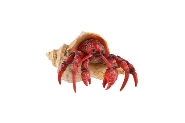 Heremietkreeft zooted plast 7cm in zak