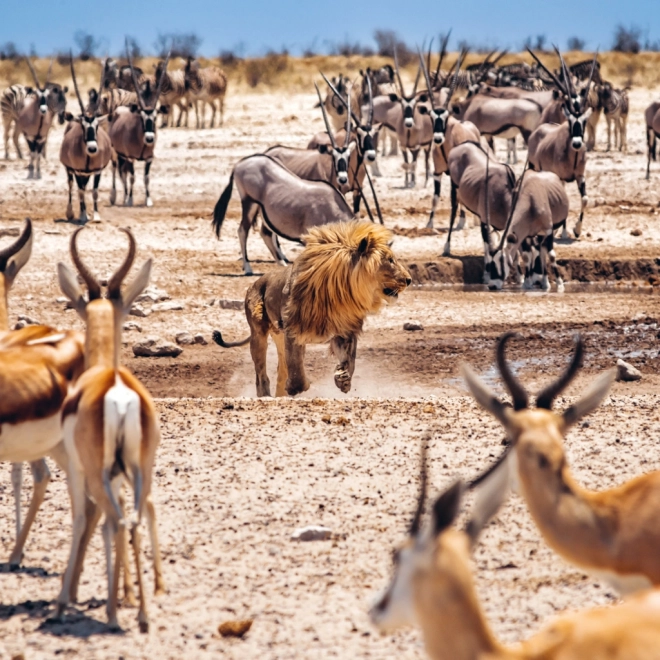 Notitiekalender Wilde Afrika 2025, 30 × 30 cm
