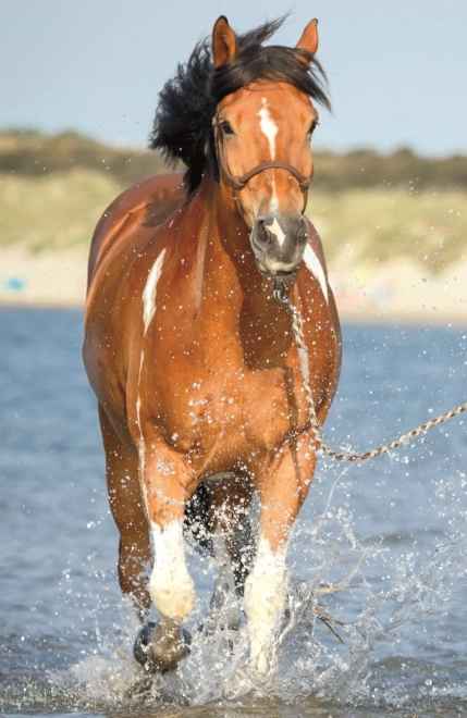 Puzzel Paardenwereld: verfrissing in de rivier 54 stukjes