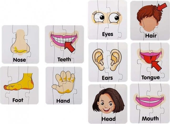 Duidelijke illustraties van lichaamsdelen