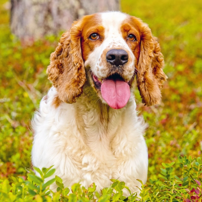 Notitie Kalender Honden 2025, 30 × 30 cm