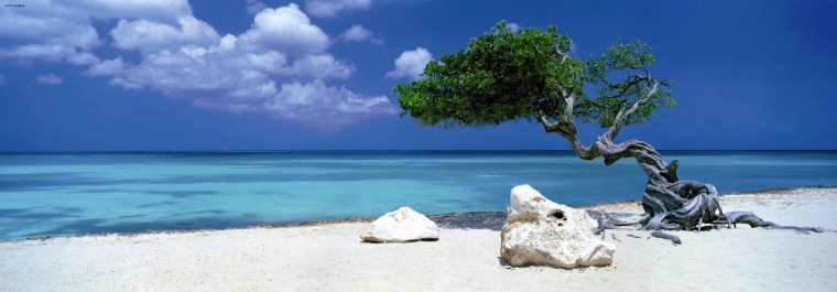 Panoramische puzzel Divi Divi-boom op Aruba 1000 stukjes HEYE
