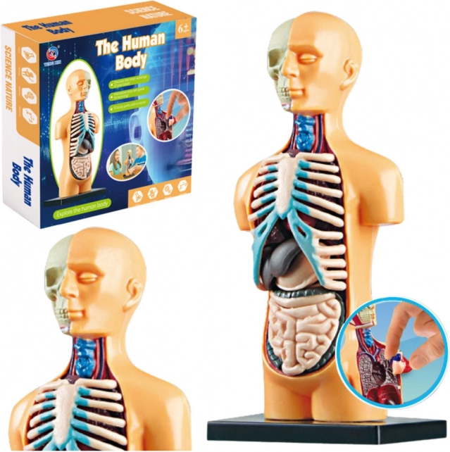 Anatomiemodel van het menselijk lichaam voor educatie