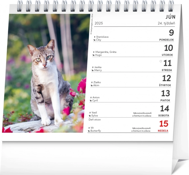 NOTIQUE Bureaukalender Katten – met kattennamen 2025, 16,5 x 13 cm