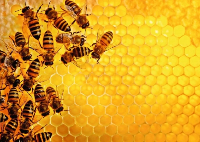 Puzzel 1000 stukjes Natuur - Bijen