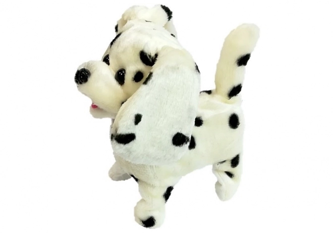 Dalmatiër geleid door Pilot Bone