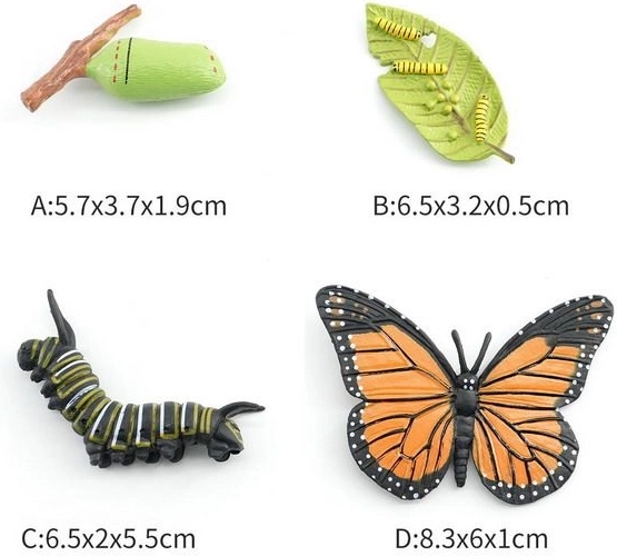 Beeldje Vlinder in 4 Ontwikkelingsfasen
