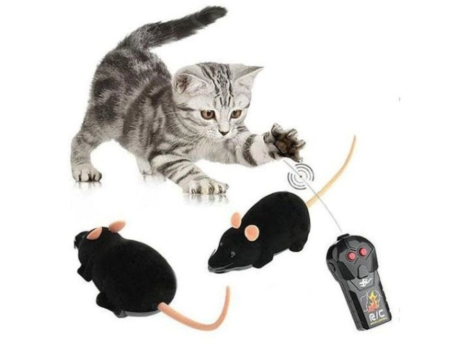 Plezier voor katten en het hele gezin