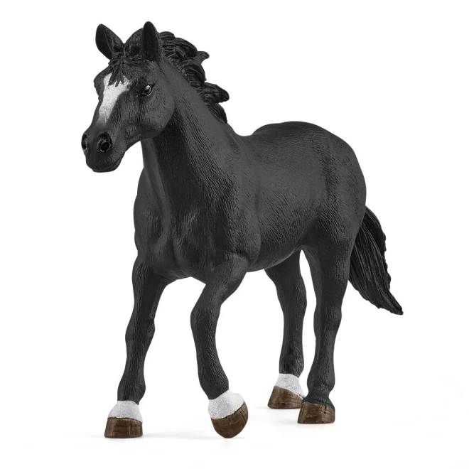 Geweldig Appaloosa paard