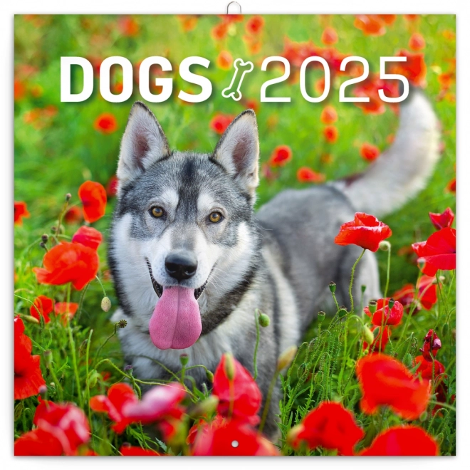 Notitie Kalender Honden 2025, 30 × 30 cm