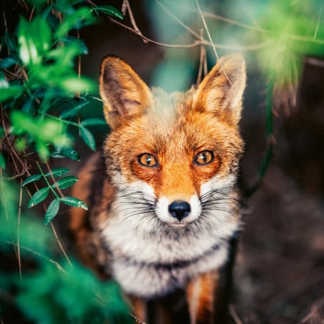 Notitiekalender Wilde Dieren 2026