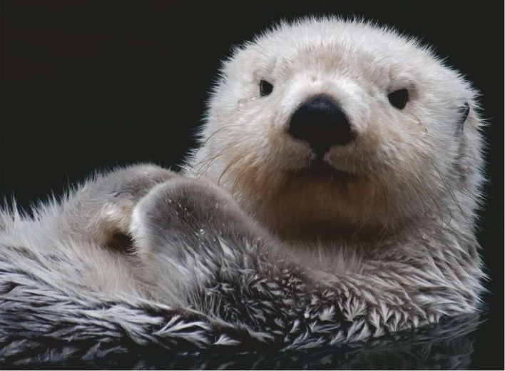 Puzzel 500 stukjes - Otter