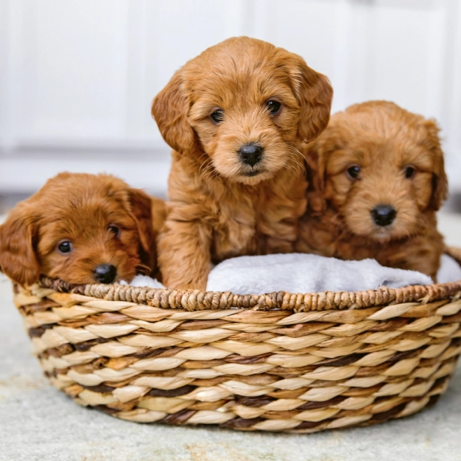 Notitie Kalender Puppy’s 2024