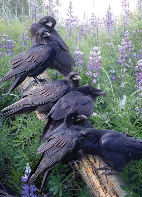 Cobble Hill Puzzel Samenkomst van Raven 1000 Stukjes