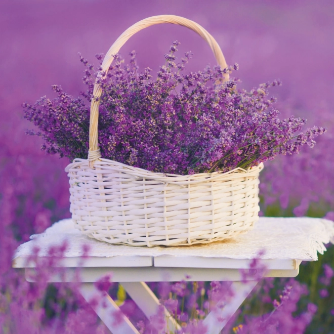Notitiekalender Provence 2026