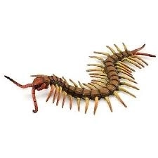 COLLECTA duizendpoot