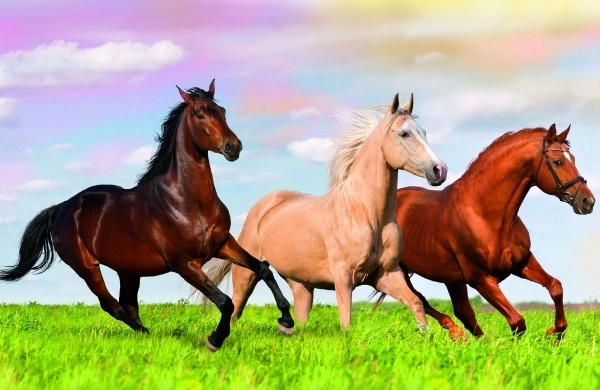 Minipuzzel 54 stuks Paarden 4 soorten in doos 9x6,5x4cm